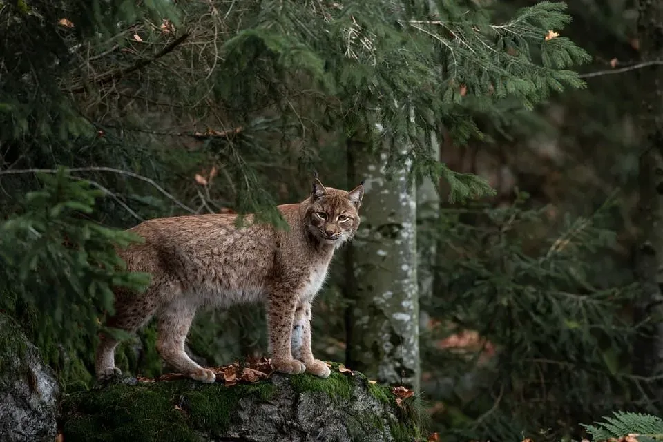 Are lynx and bobcat the same? No, lynxes are larger and have tufts of hair on the tips of their ears.