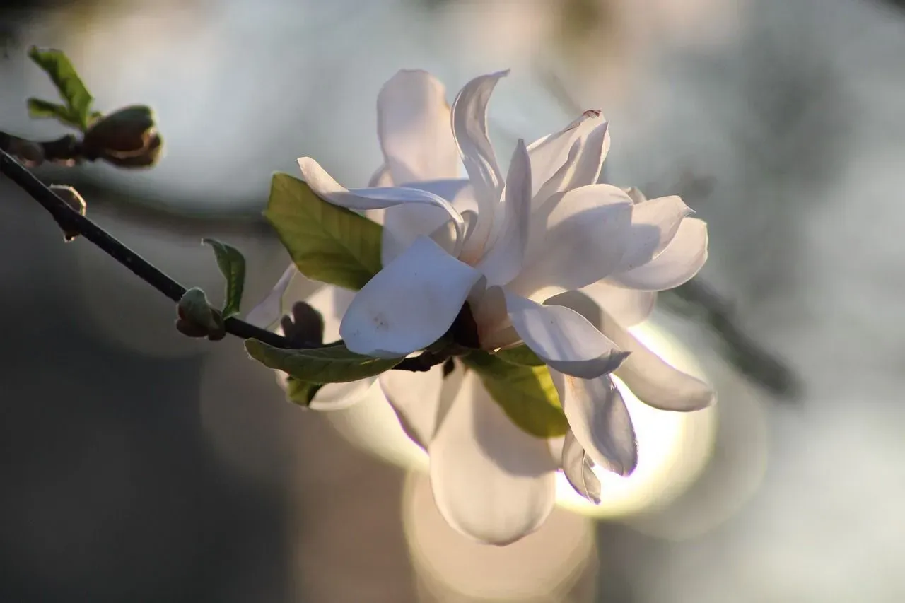 Star magnolia trees bloom fragrant white flowers and add a sophisticated touch to your garden.
