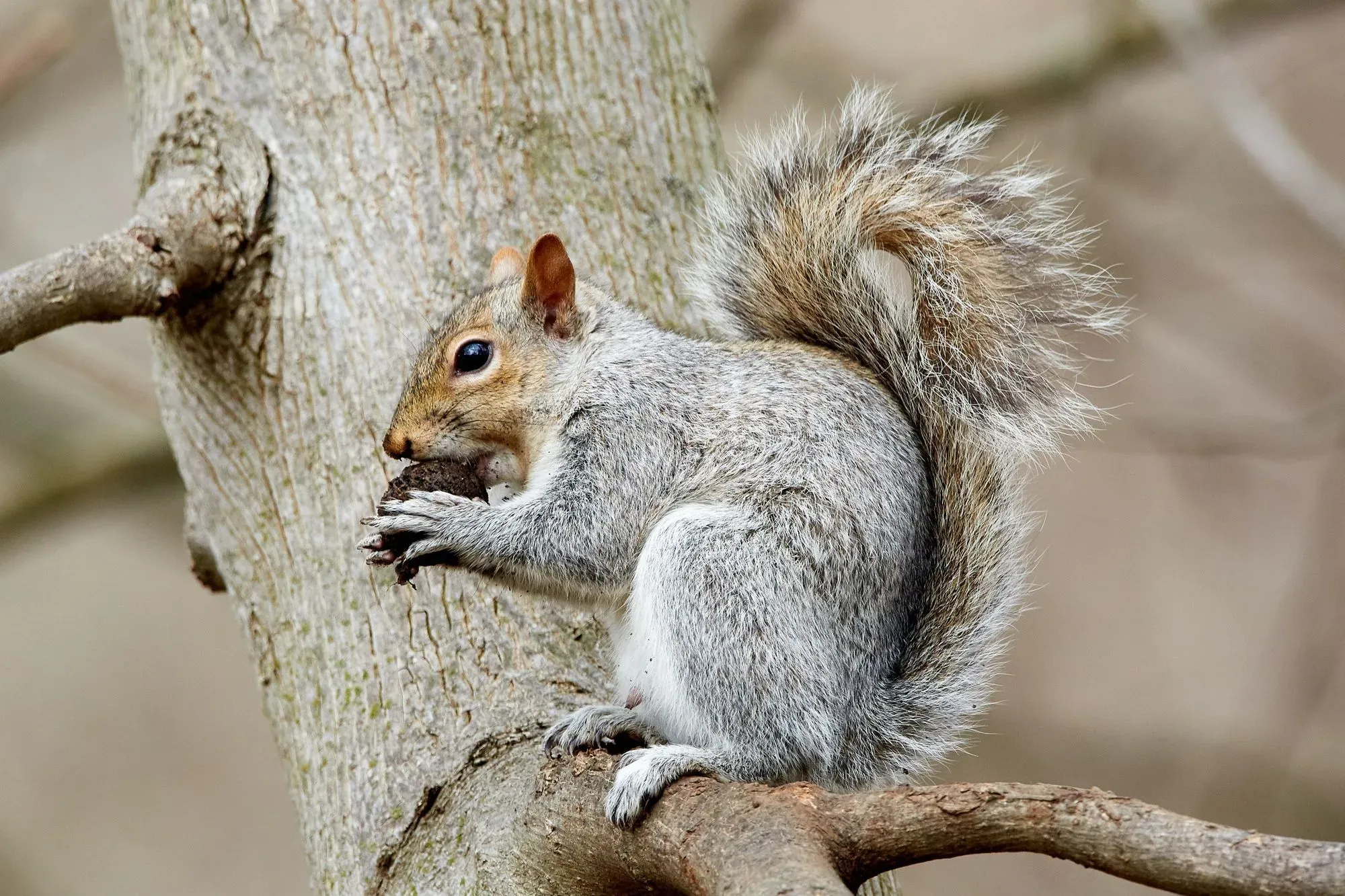 At some point in time, we have either seen squirrels eating chocolate in a park or have even offered them some ourselves, but have you ever wondered, can squirrels eat chocolate?