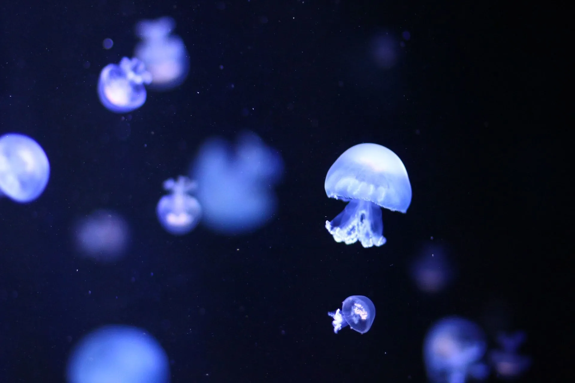 Jellyfish have been living on Earth for millions of years and much longer than humans!