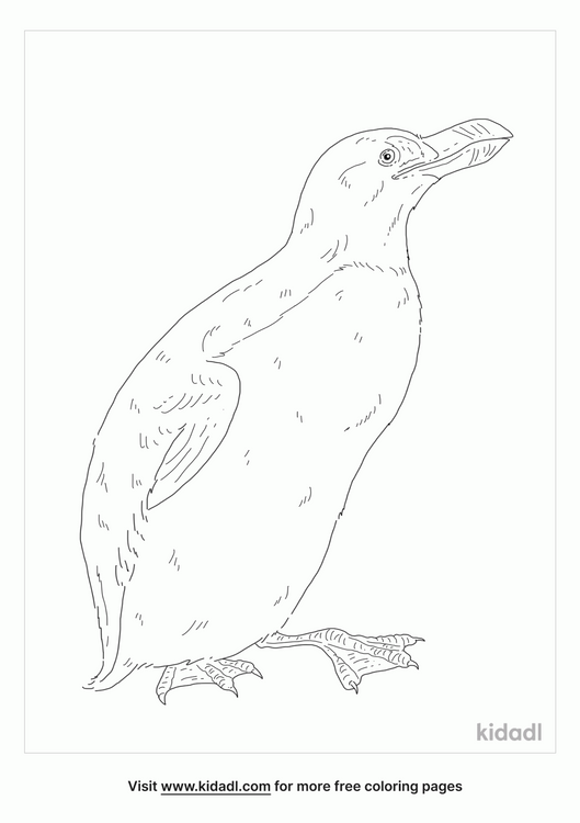 Auk Coloring Page | Free Birds Coloring Page | Kidadl