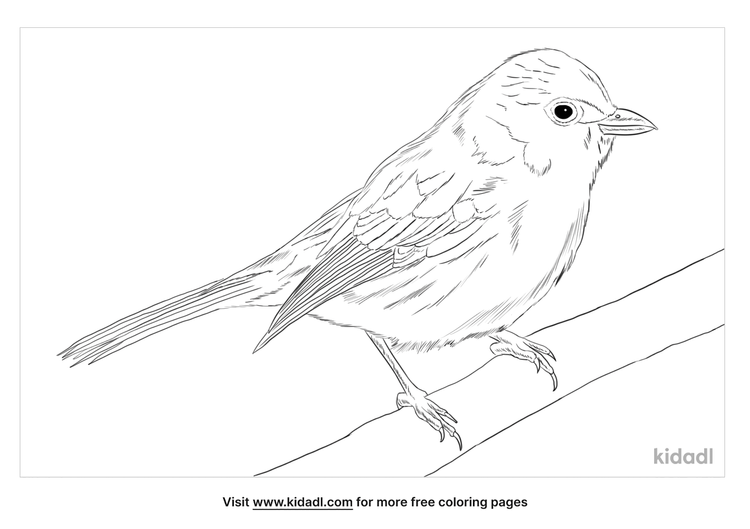 Gray Vireo Coloring Page | Free Birds Coloring Page | Kidadl