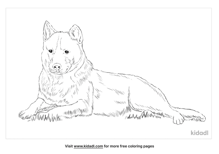 Korean Jindo Coloring Page | Free Dogs Coloring Page | Kidadl