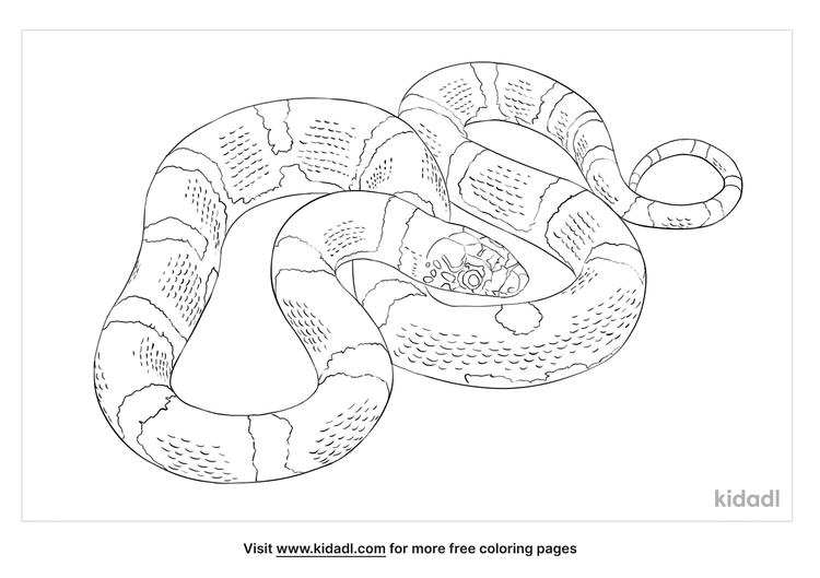 Long Nosed Snake Coloring Page | Free Reptiles Coloring Page | Kidadl