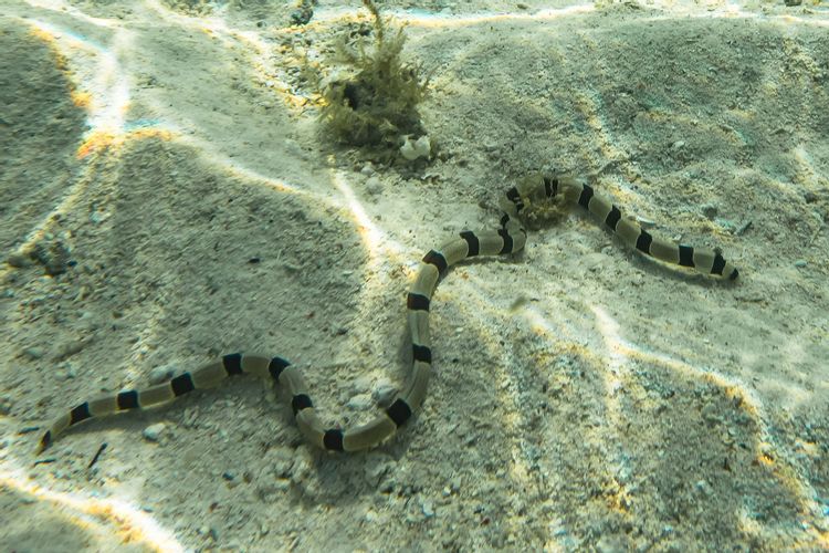 Fishes Banded Snake Eel Myrichthys colubrinus Taxidermy Oddities Curios 