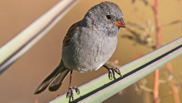 Fun Black-chinned Sparrow Facts For Kids