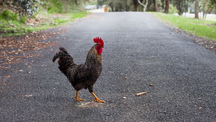 40 Why Did The Chicken Cross The Road Jokes That Ll Have You In Stitches