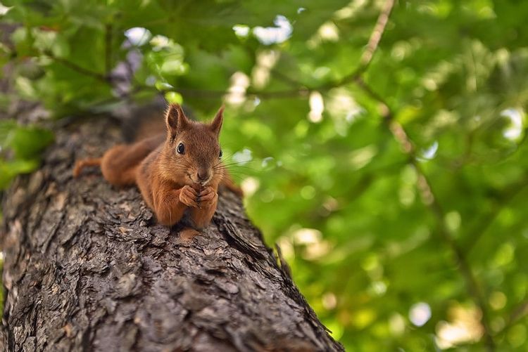 40 Best Squirrel Jokes That Are Just Nuts