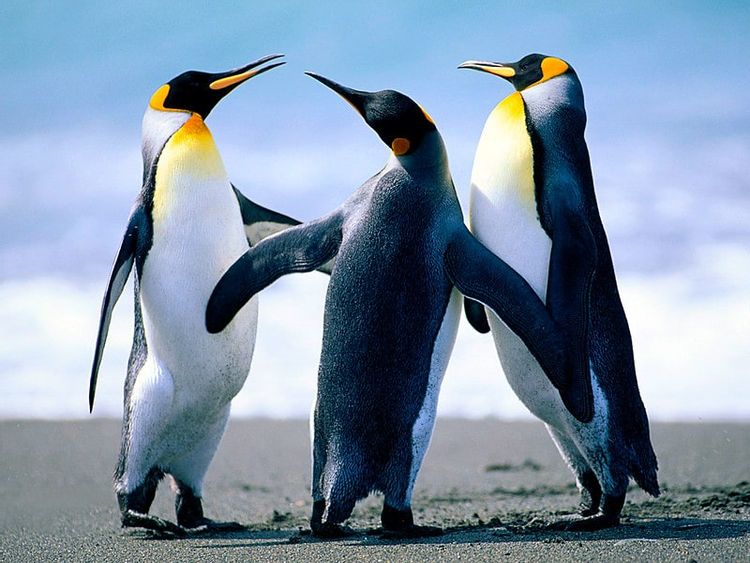 40 Pretty Punny Penguin Names