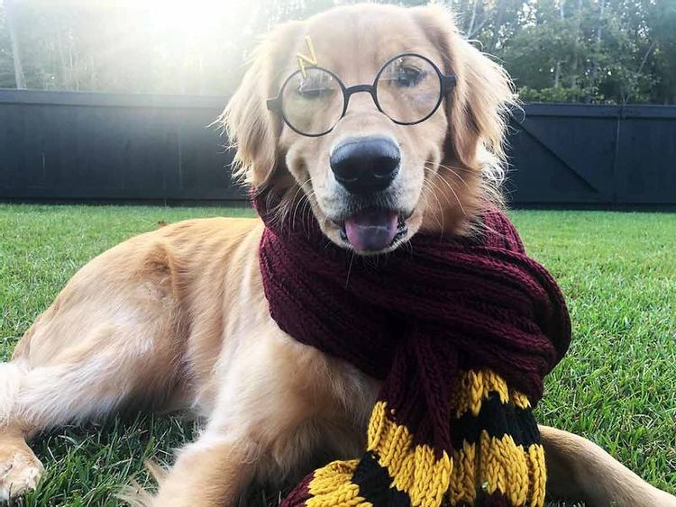 Top 100 Best Harry Potter Dog Names