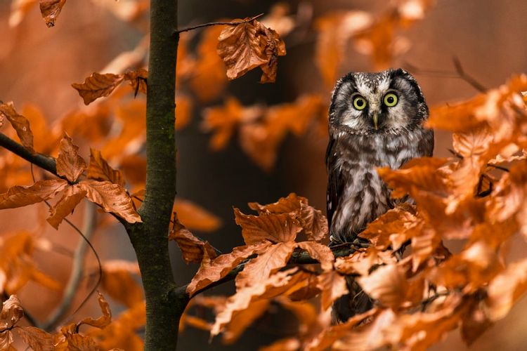 65 Best Owl Quotes To Bring You Wisdom | Kidadl