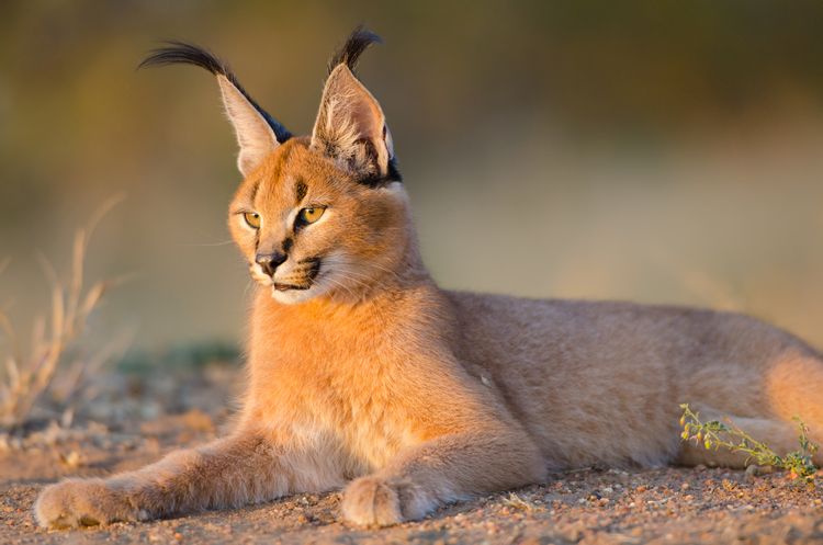 Purrrfect Facts About The Caracal Cat Kids Will Love