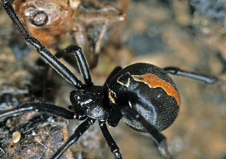 menneskemængde skinke Målestok Did You Know? 17 Incredible Redback Spider Facts