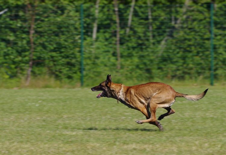 Belgian Malinois 21 Facts You Won T Believe