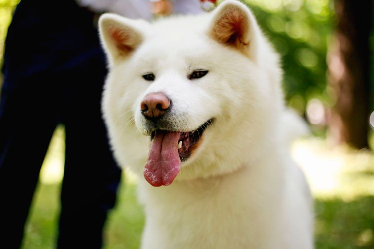 Akita Dog Breed Information Pictures Facts