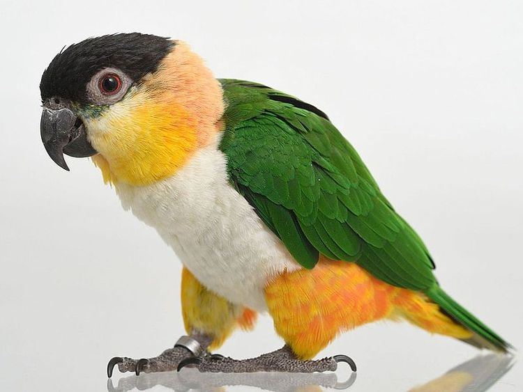 19 Wing-tastic Facts About The Black-Headed Caique For Kids