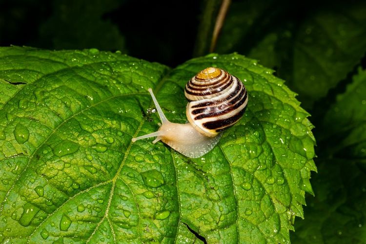 White Lipped Snail 21 Facts You Won T Believe