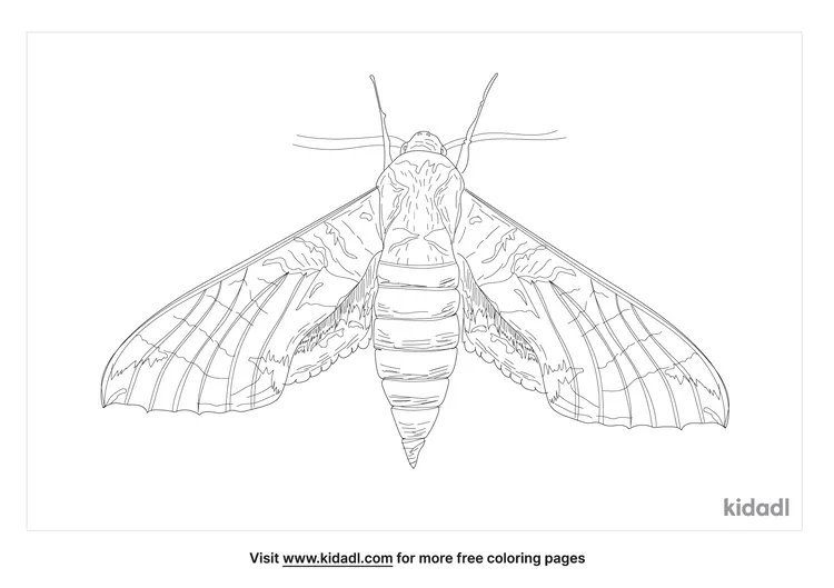 achemon-sphinx-moth-coloring-page
