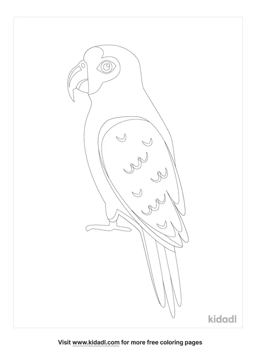 amazon parrot-coloring-page-1-lg.png