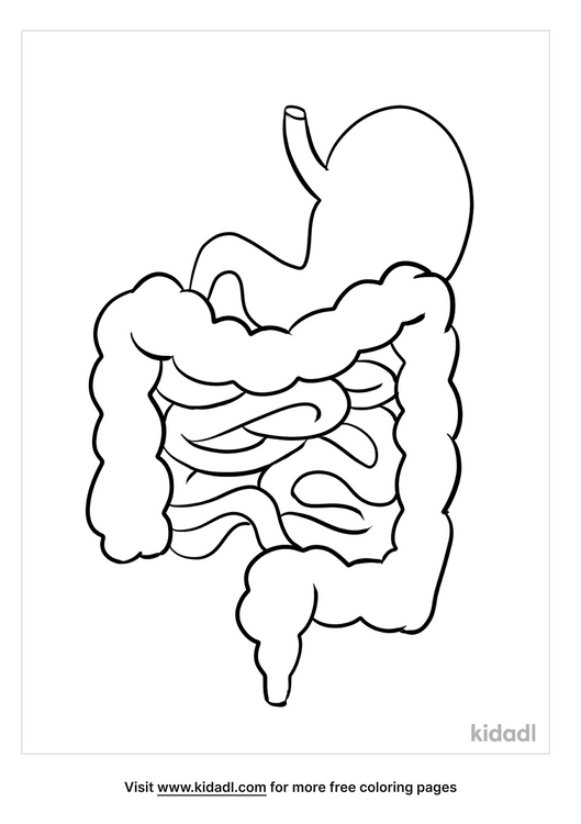 Download Anatomy Coloring Pages Free Human Body Coloring Pages Kidadl