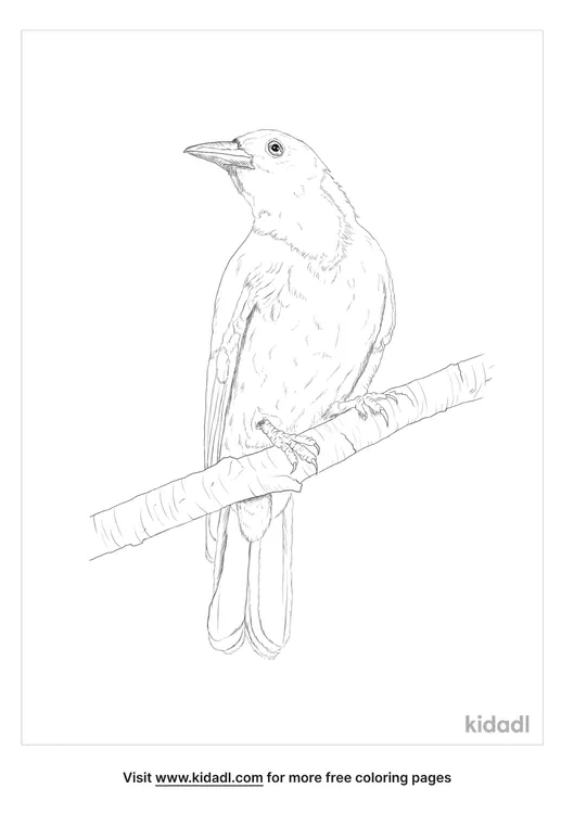 black-hooded-oriole-coloring-page