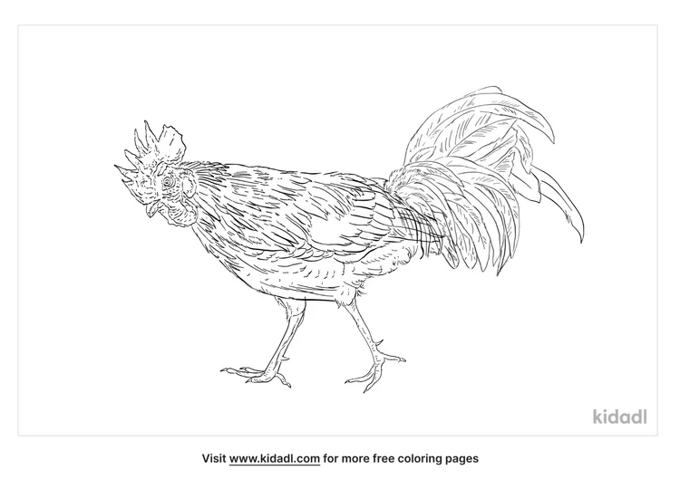 ceylon-jungle-fowl-coloring-page