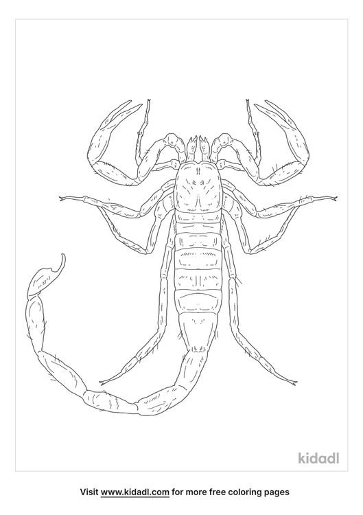 Deathstalker Scorpion Coloring Pages Free Animals Coloring Pages Kidadl