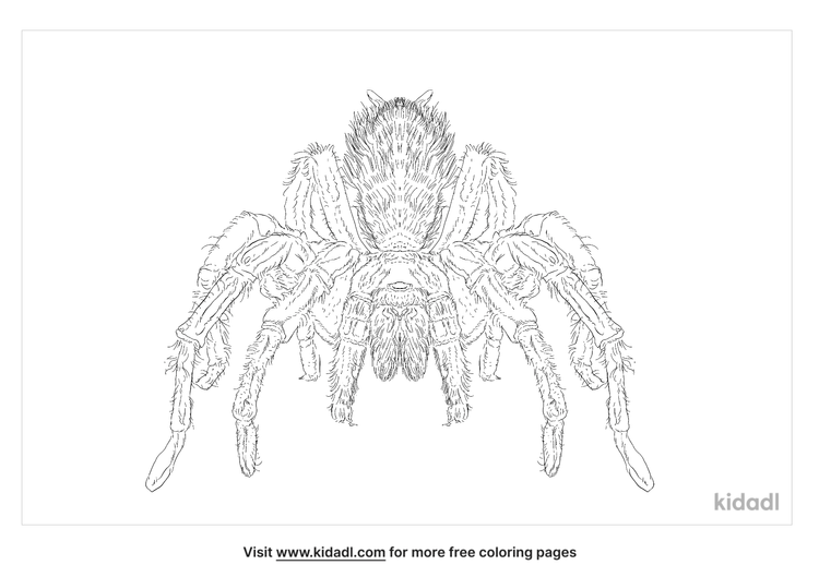 Desert Tarantula Coloring Pages Free Animals Coloring Pages Kidadl