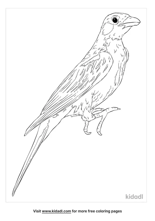 greater-honeyguide-coloring-page
