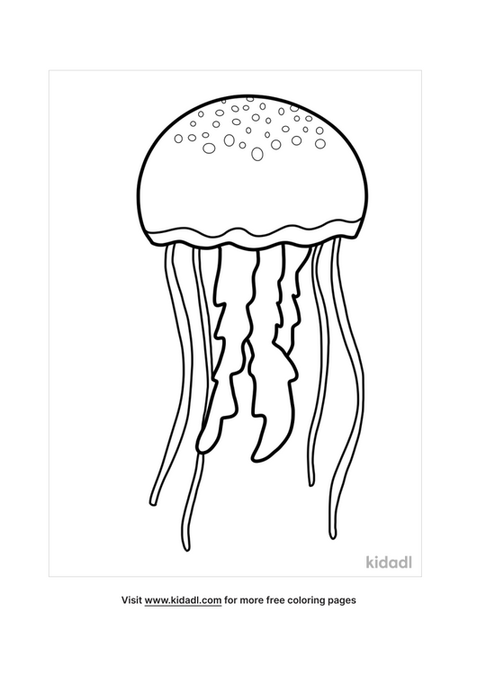 jellyfish coloring pages free animals coloring pages kidadl