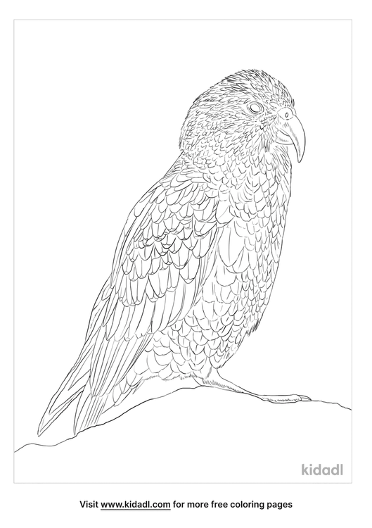 Download Kea Parrot Coloring Pages Free Animals Coloring Pages Kidadl