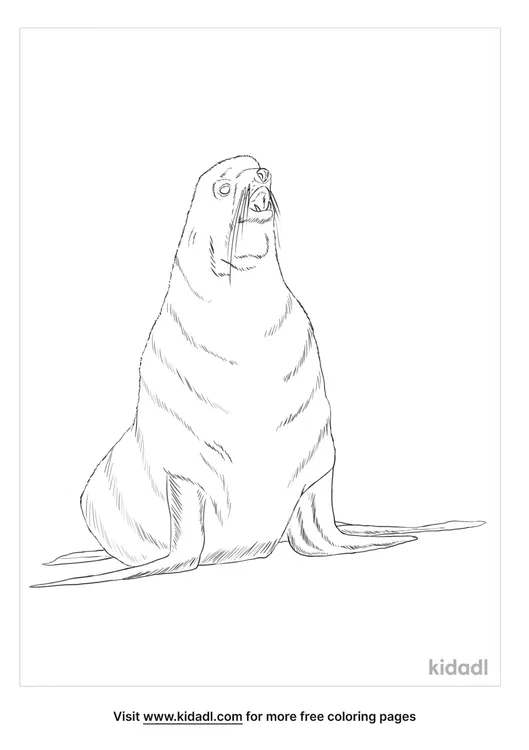 northern-fur-seal-coloring-page