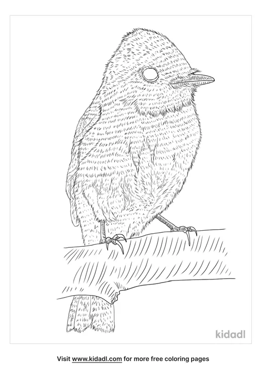 pacific-slope-flycatcher-coloring-page