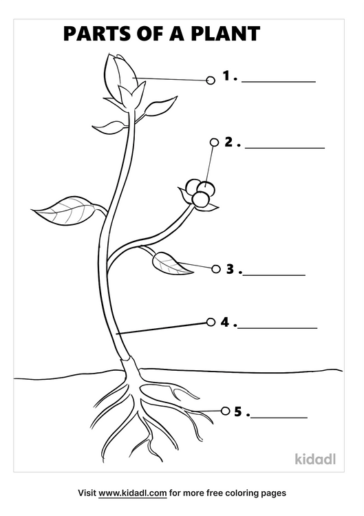 Parts Of A Plant Coloring Pages For Kids