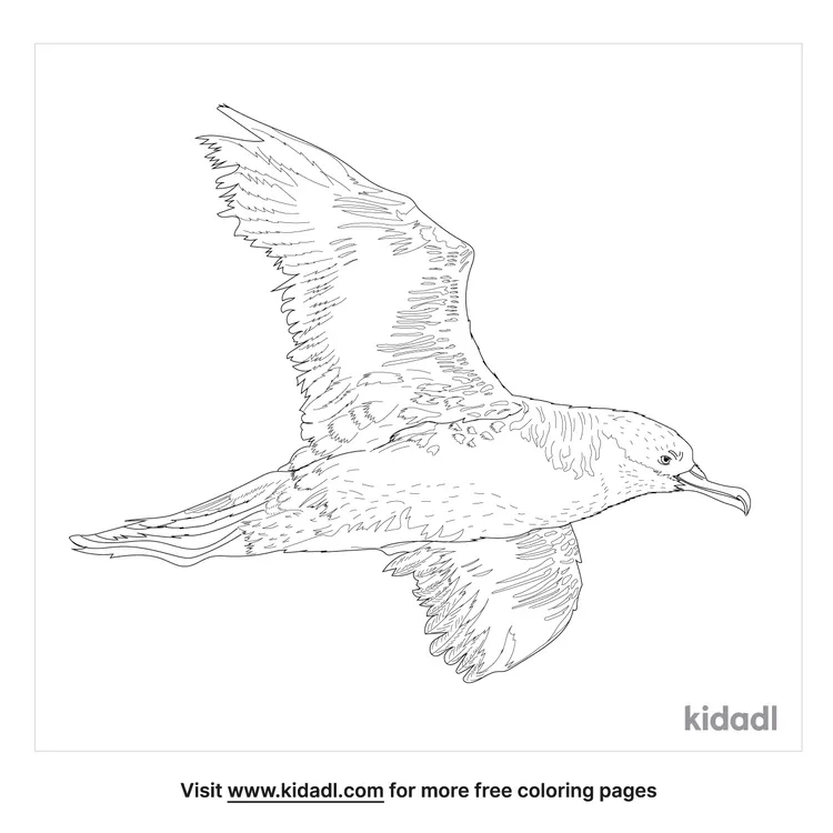 shearwater-coloring-page