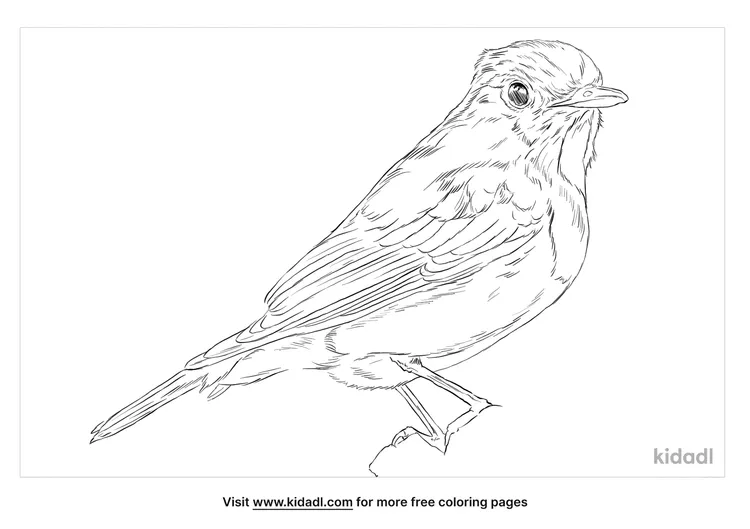 ultramarine-flycatcher-coloring-page