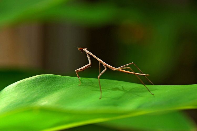 What Do Stick Bugs Eat Diet And Fun Feeding Facts