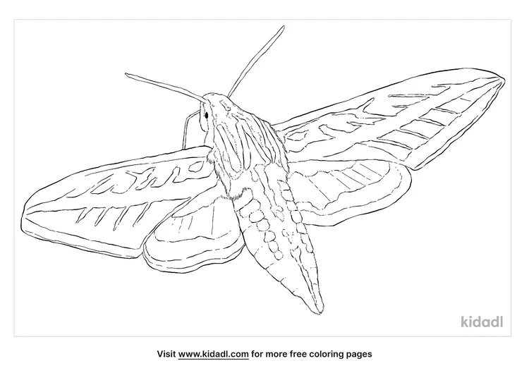white-lined-sphinx-moth-coloring-page