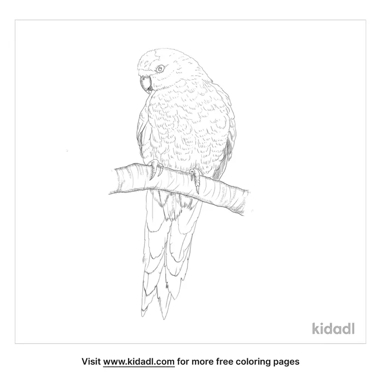 yellow-crowned-parakeet-coloring-page