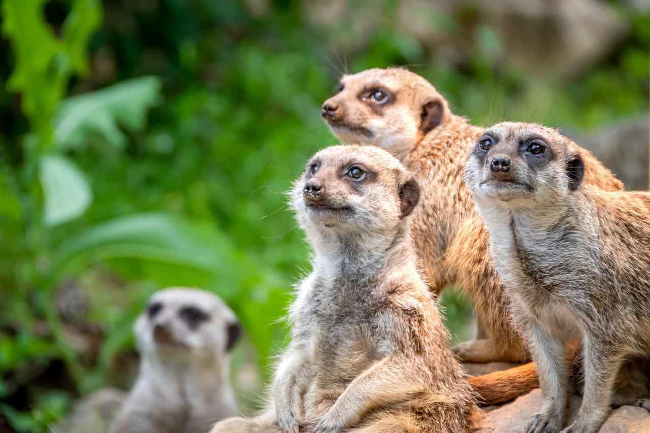 meerkat names that are famous