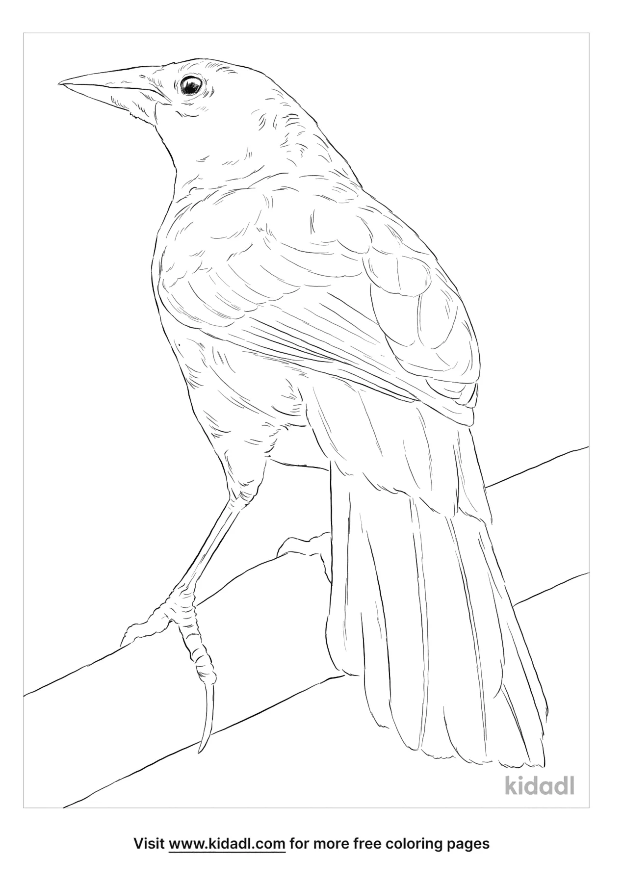 Melodious Blackbird Coloring Page