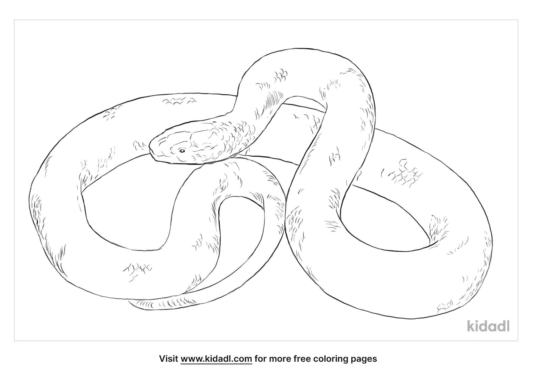 Mexican Black Kingsnake Coloring Page