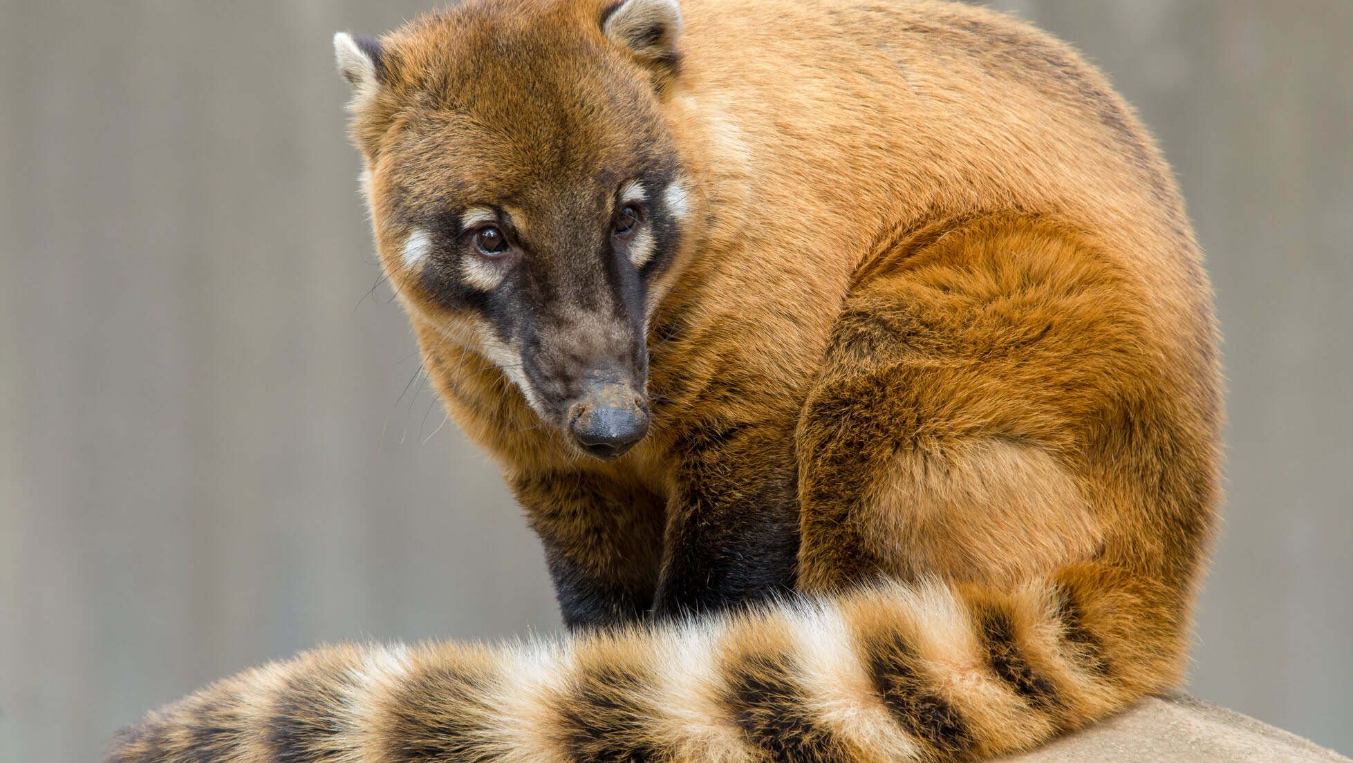 Mexican Lemur sitting on a rock - Animal Facts