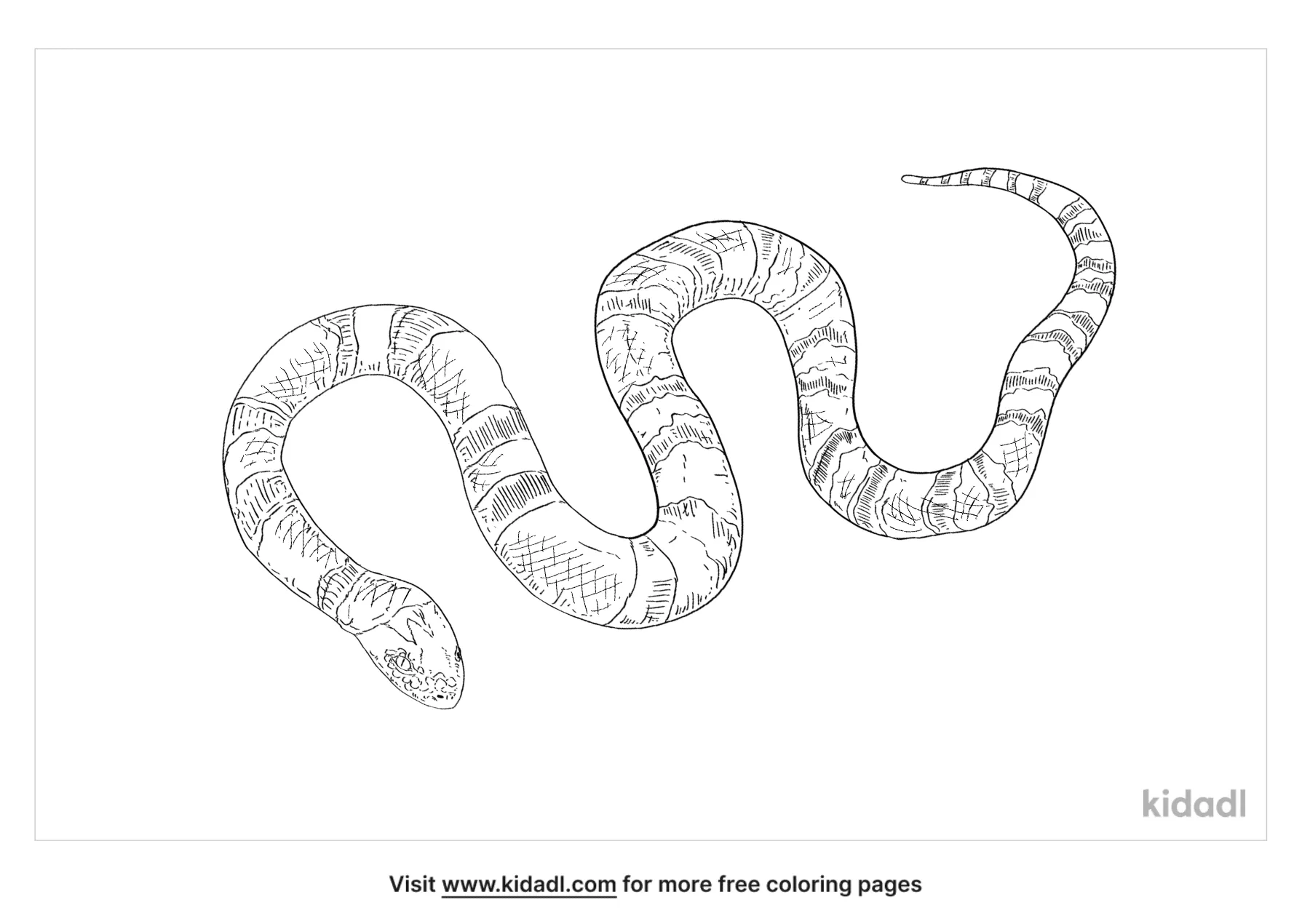 Milk Snake Coloring Page