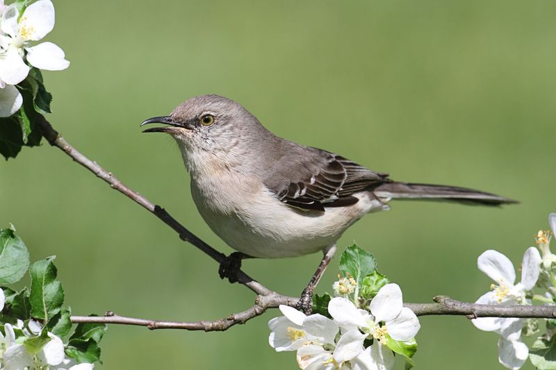 Northern Mockingbird in an apple tree with flowers.