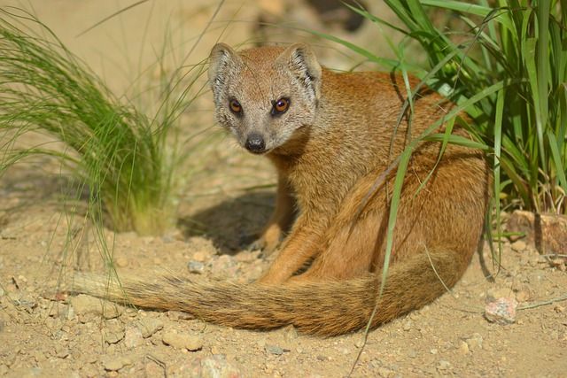 Fun mongoose facts for animal lovers