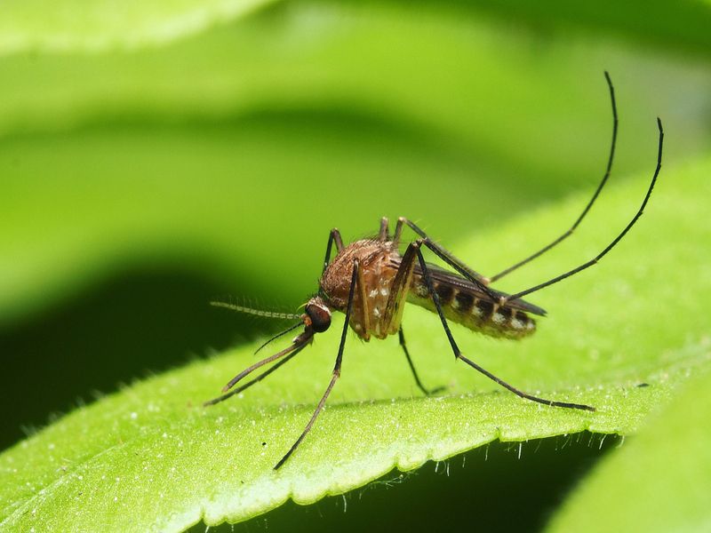 Mosquito isolated on green leaf