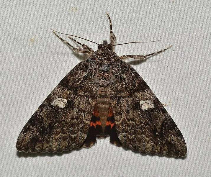 Moth of deep brown with wavy lines in forewings facts
