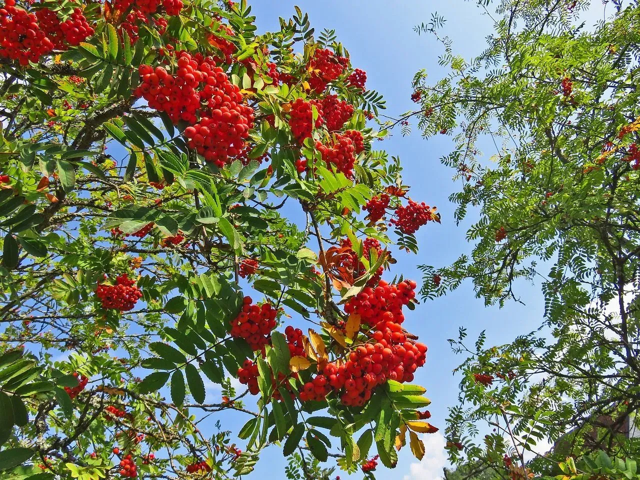 One of the most interesting mountain ash tree facts is that it is very easy to grow and doesn't require much care.