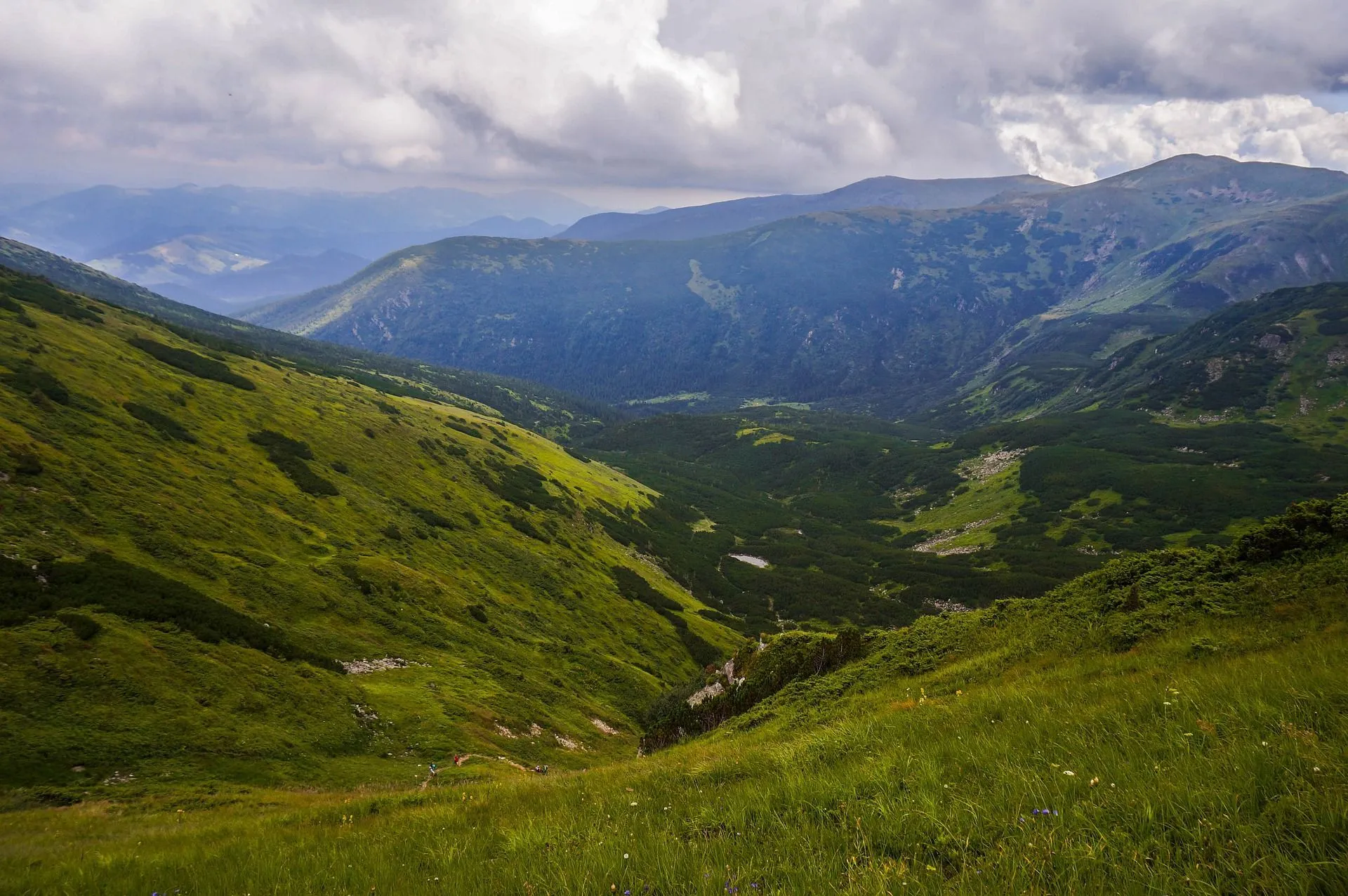 The Carpathian mountain range is the home for one-third of plant species occupying Europe.